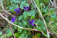 Viola odorata