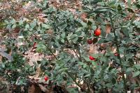 Ruscus aculeatus