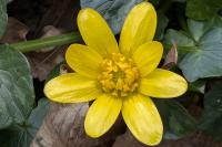 Ficaria verna