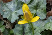 Ficaria verna