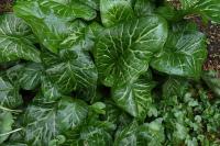 Arum italicum
