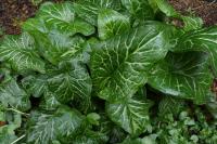 Arum italicum