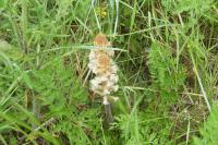 Orobanche picridis-hieracioidis