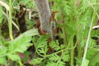 Orobanche picridis-hieracioidis