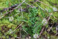 Hornungia petraea
