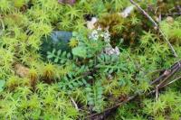 Hornungia petraea