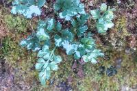 Asplenium ruta-muraria