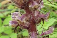 Orobanche