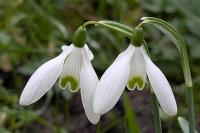 Galanthus nivalis