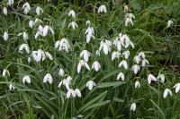 Galanthus nivalis