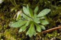 Draba verna