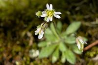 Draba verna