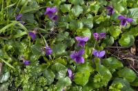 Viola odorata