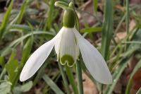 Galanthus nivalis