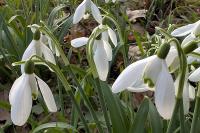 Galanthus nivalis