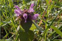 Lamium purpureum