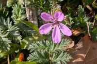 Erodium cicutarium