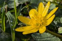 Ficaria verna