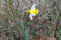 Narcissus pseudonarcissus