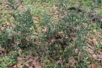 Ruscus aculeatus