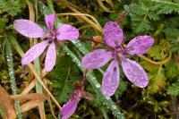 Erodium cicutarium
