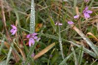 Erodium cicutarium