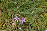 Erodium cicutarium