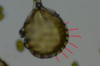 Polypodium interjectum