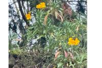 Erysimum cheiri