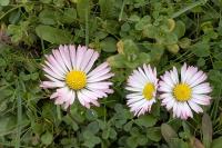 Bellis perennis