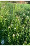 Cardamine parviflora