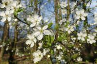 Prunus spinosa