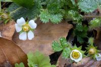 Potentilla sterilis