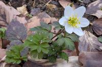 Anemone nemorosa