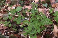 Isopyrum thalictroides