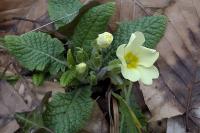 Primula vulgaris