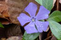 Vinca minor