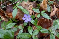 Vinca minor