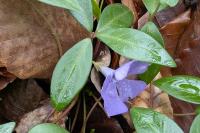 Vinca minor