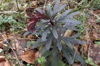 Euphorbia amygdaloides