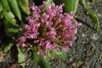 Centranthus ruber