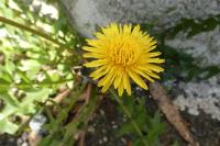 Taraxacum officinale