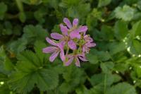 Erodium moschatum