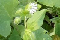Stellaria media