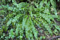 Asplenium scolopendrium