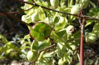Helleborus foetidus