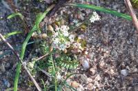 Hornungia petraea