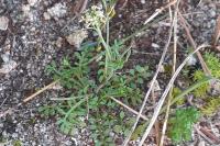Hornungia petraea
