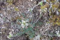 Hornungia petraea