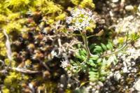 Hornungia petraea